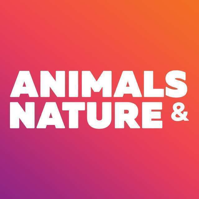 Animals & Nature - beautiful wallpapers Telegram Channel
