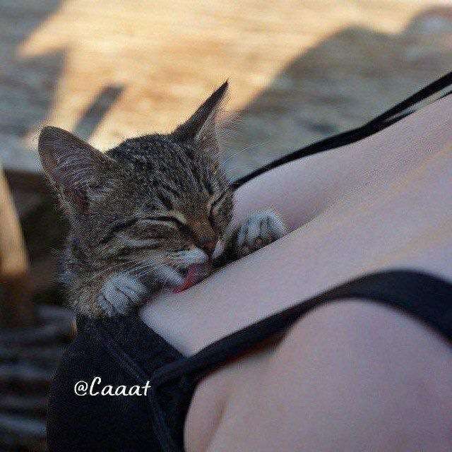 کانال تلگرام Cat || گربه