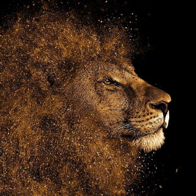 GOLDPREDATOR 🦁 Telegram Channel