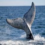 On-Chain Whale Alert Channel
